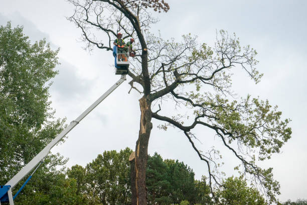 The Steps Involved in Our Tree Care Process in Central, SC